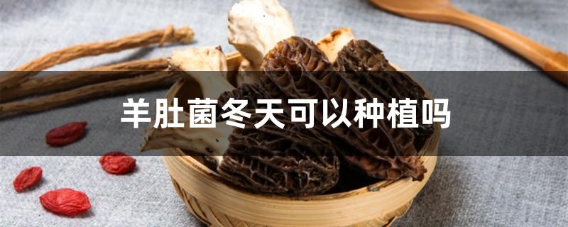 羊肚菌冬天可以种植吗