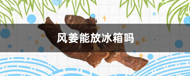 风姜能放冰箱吗