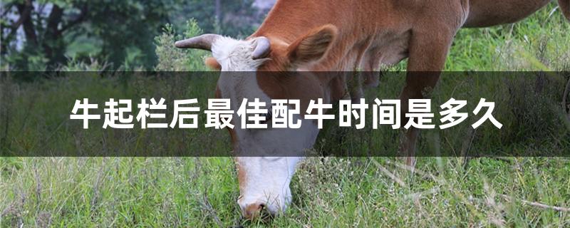 牛起栏后最佳配牛时间是多久