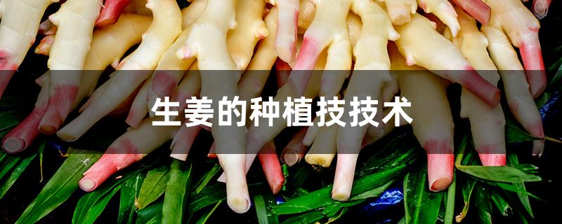 生姜的种植技技术