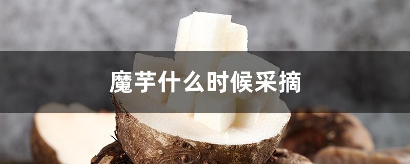 魔芋什么时候采摘