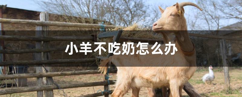 小羊不吃奶怎么办