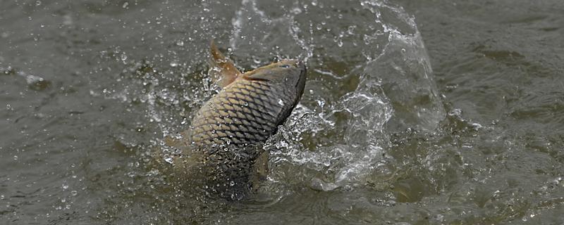 回锅鱼的钓法？