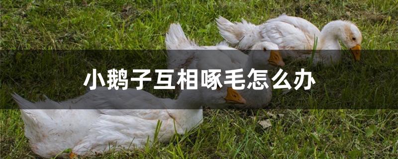 小鹅子互相啄毛怎么办
