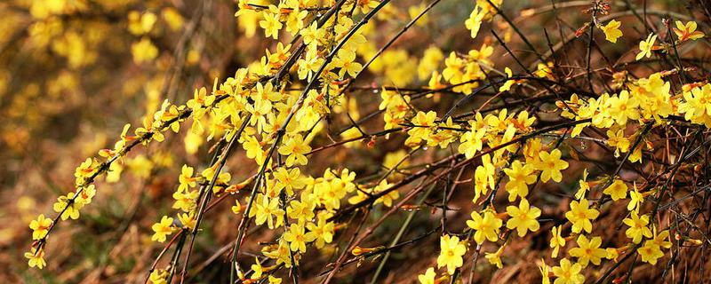 金钟花和迎春花有什么不同？