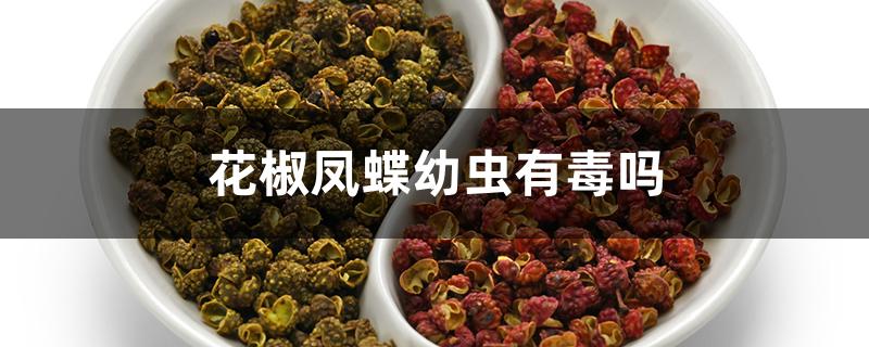 花椒凤蝶幼虫有毒吗