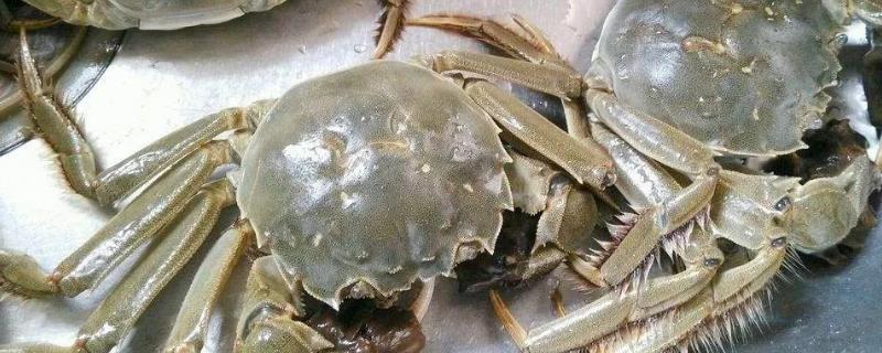 吃大闸蟹可以喝茶吗？