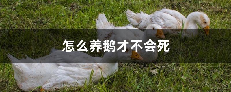 怎么养鹅才不会死