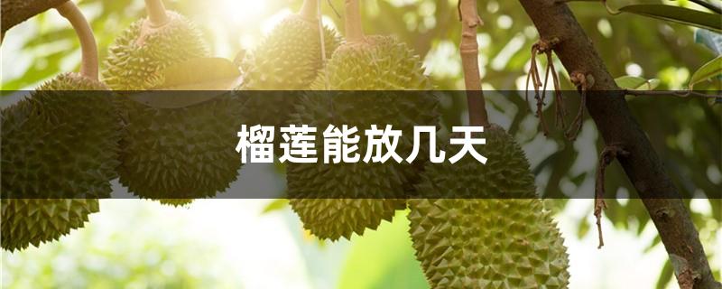 榴莲能放几天