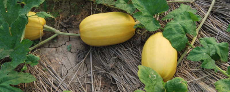 黄金瓜可不可以生吃？