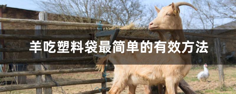 羊吃塑料袋最简单的有效方法