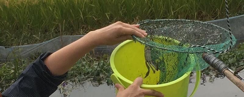 螃蟹什么地方好钓？