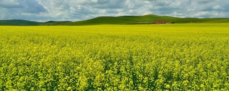 我国主要蜜源植物分布及花期？