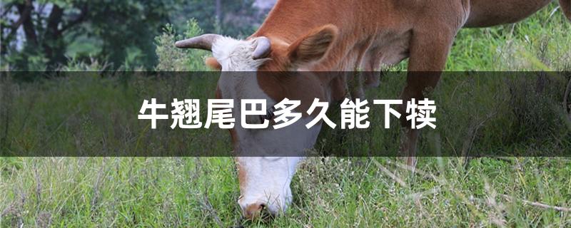 牛翘尾巴多久能下犊