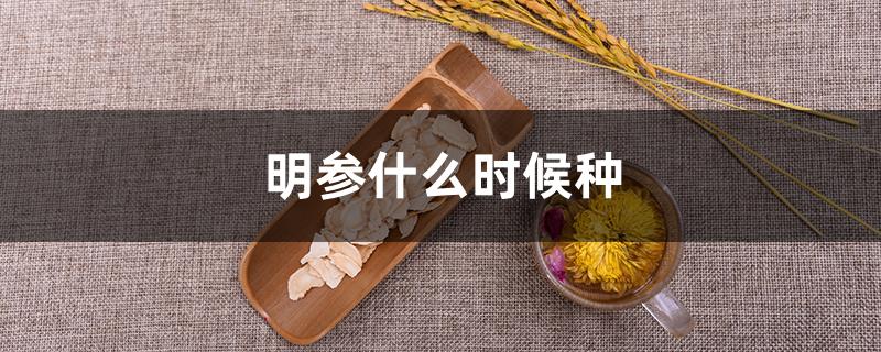 明参什么时候种