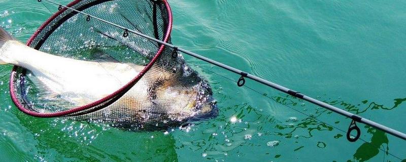 春季钓鳙鱼技巧大全？