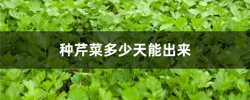 种芹菜多少天能出来