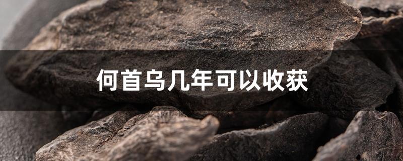 何首乌几年可以收获