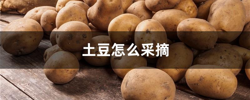 土豆怎么采摘