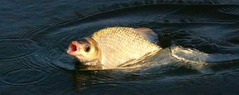 钓鳊鱼用什么钓具？