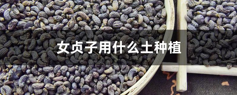 女贞子用什么土种植