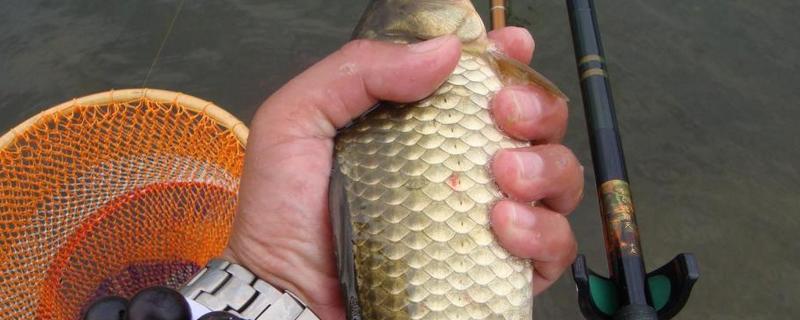 初春钓大鲫鱼绝招及注意事项？