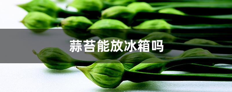 蒜苔能放冰箱吗