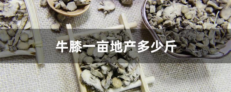 牛膝一亩地产多少斤