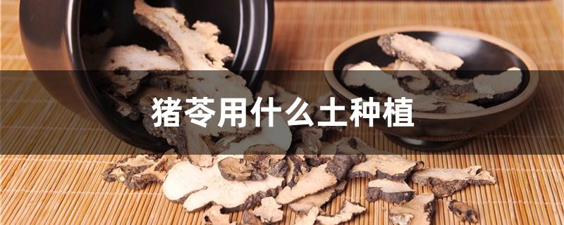 猪苓用什么土种植