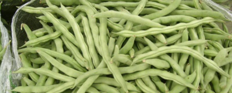 四季豆不可以生吃？