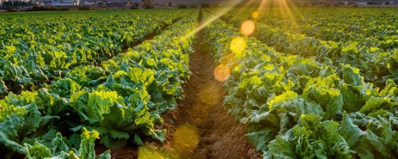 用来防治有机蔬菜病虫害的药剂有哪些？