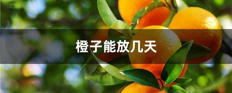 橙子能放几天