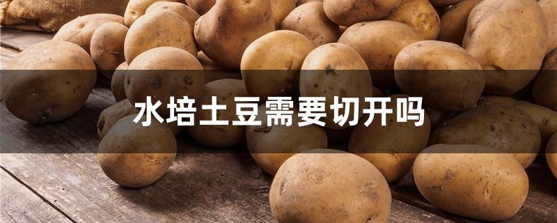 水培土豆需要切开吗