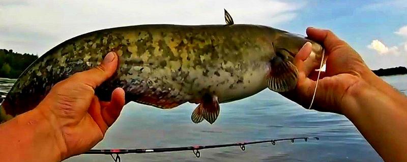 夏季钓鲶鱼技巧大全？