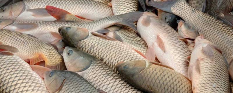 四季钓草鱼饵料配方大全？