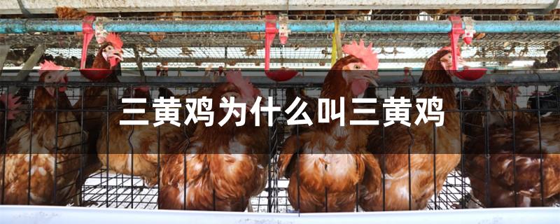 三黄鸡为什么叫三黄鸡