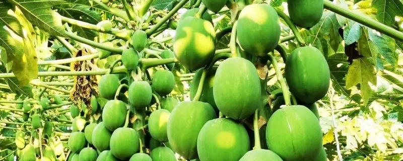 青木瓜直接生吃可以吗？