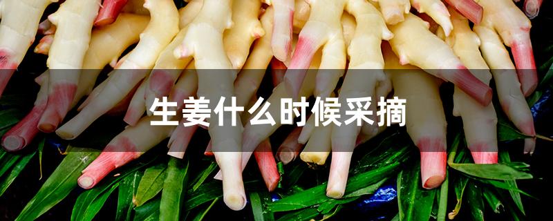 生姜什么时候采摘