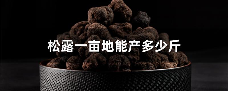 松露一亩地能产多少斤