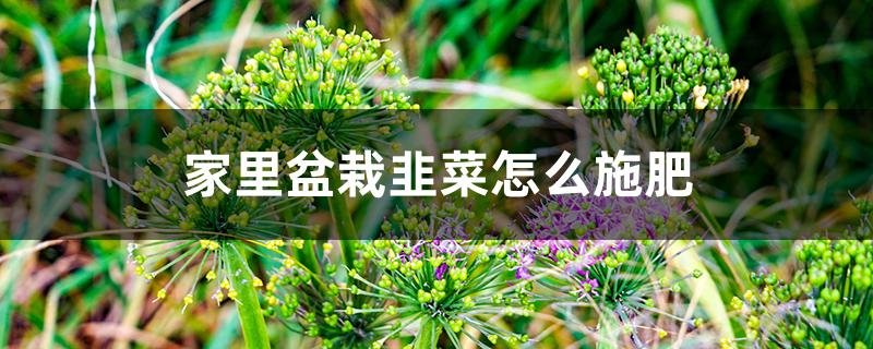 家里盆栽韭菜怎么施肥