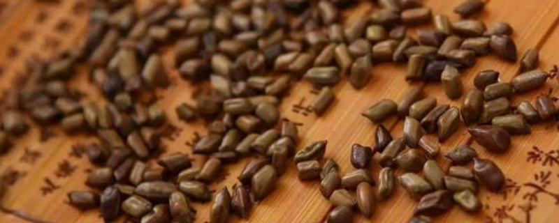 决明子一般在何时进行收割？