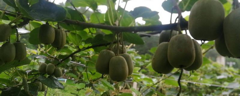 奇异果结果需要几年？