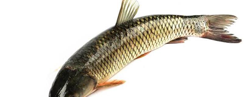 草鱼的生活习性及特点？