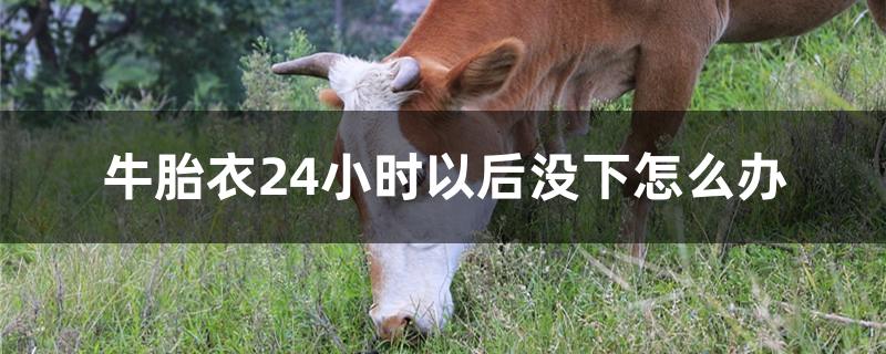 牛胎衣24小时以后没下怎么办