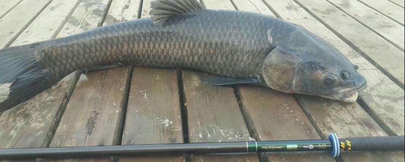 钓青鱼实用技巧大全？