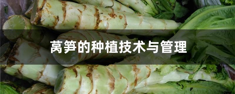 莴笋的种植技术与管理