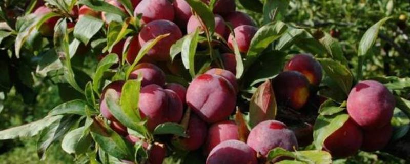 李树结果需要几年？