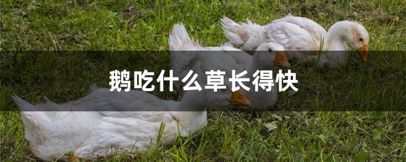 鹅吃什么草长得快