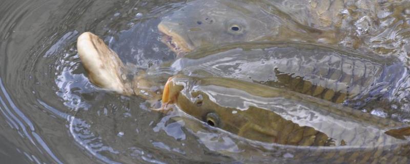 专攻大鲤鱼的饵料配方推荐？
