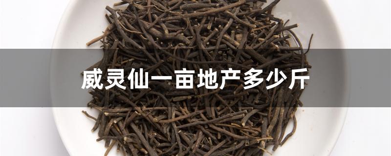 威灵仙一亩地产多少斤